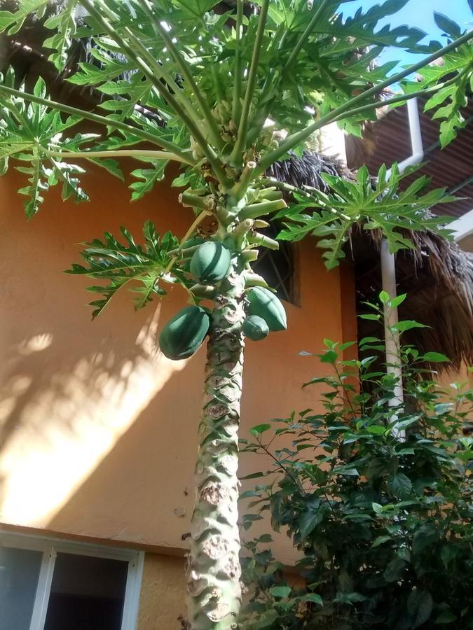 Hotel Papaya Surf 푸에르토 에스콘디도 외부 사진